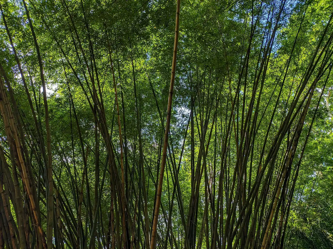 Tall bamboo stems reaching up to the sky