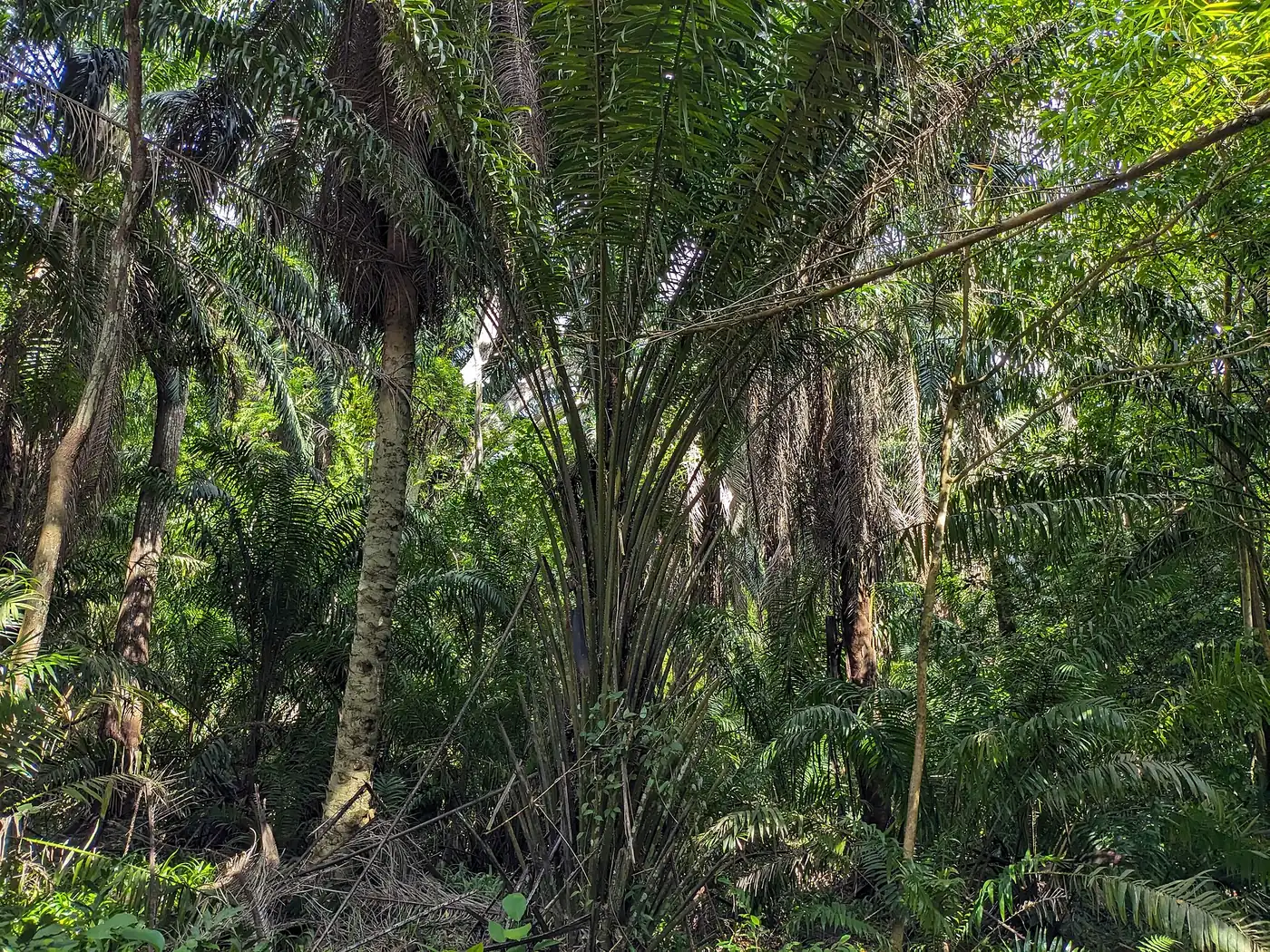 Dense tropical foliage beside the track