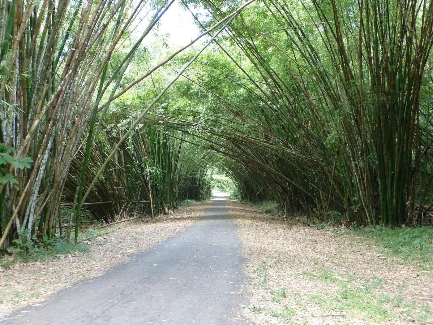 A grey road leading under the bamboo arch