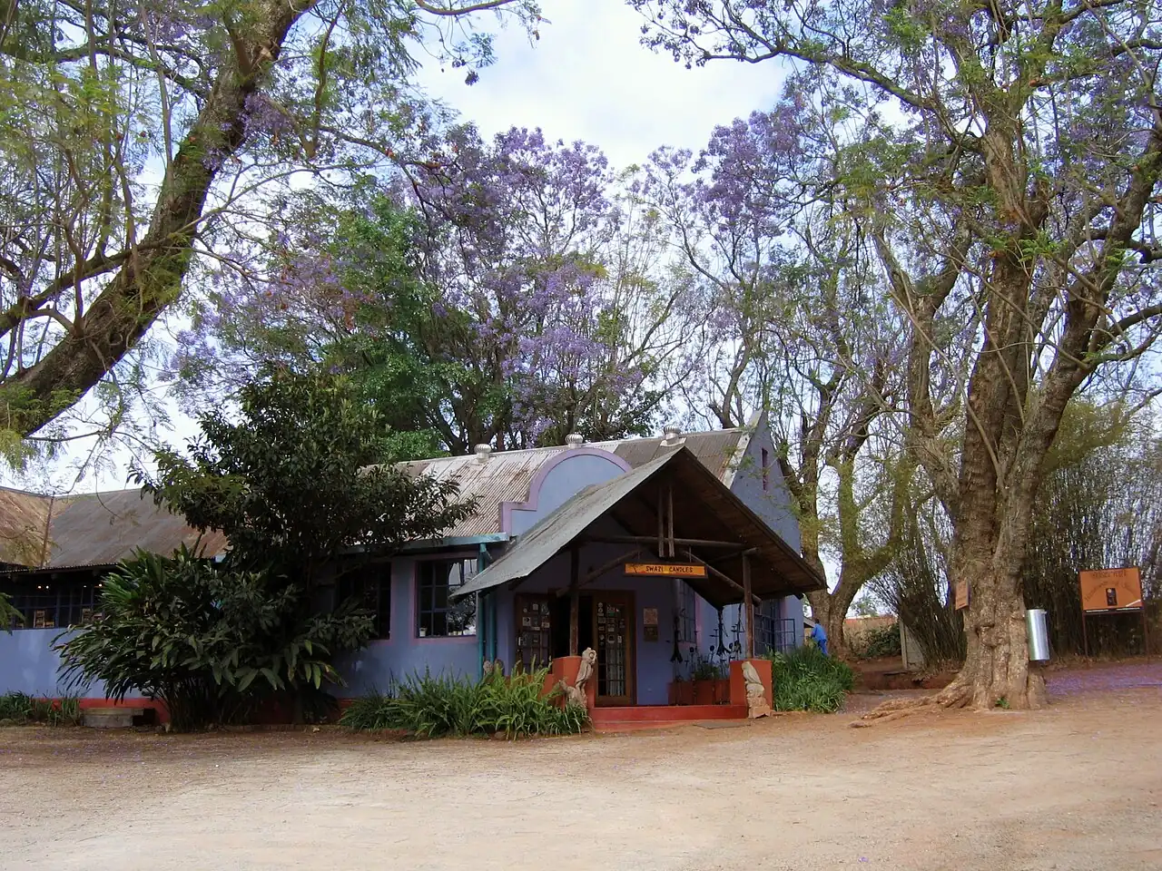 A low house among jacaranda trees