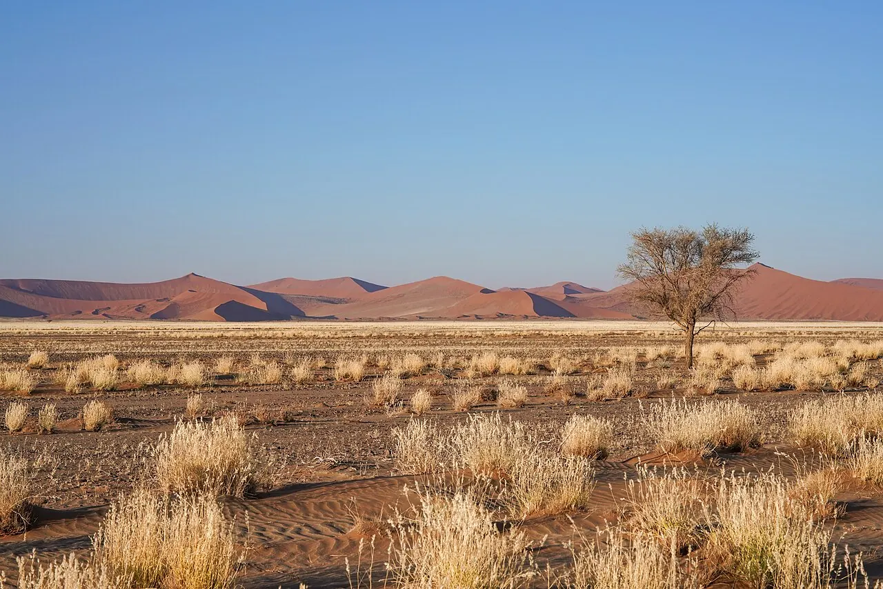 A dry grassland with a lone tree beneath a dune-lined horizon