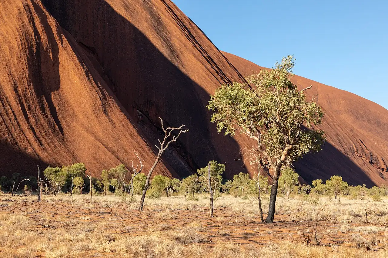 Uluru rising above scrub and a lone tree