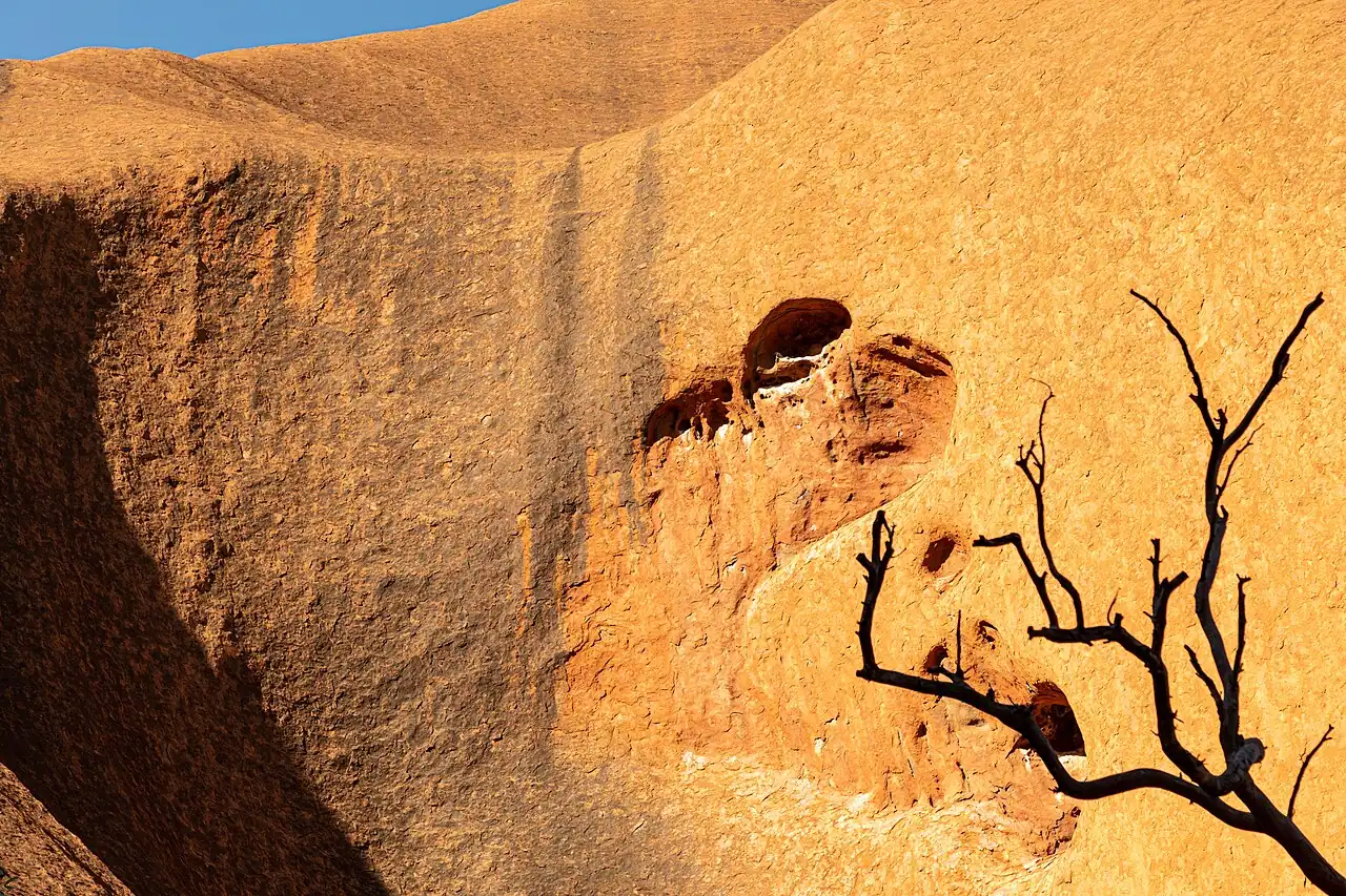 A curved hollow in the Uluru rock face with a bare tree