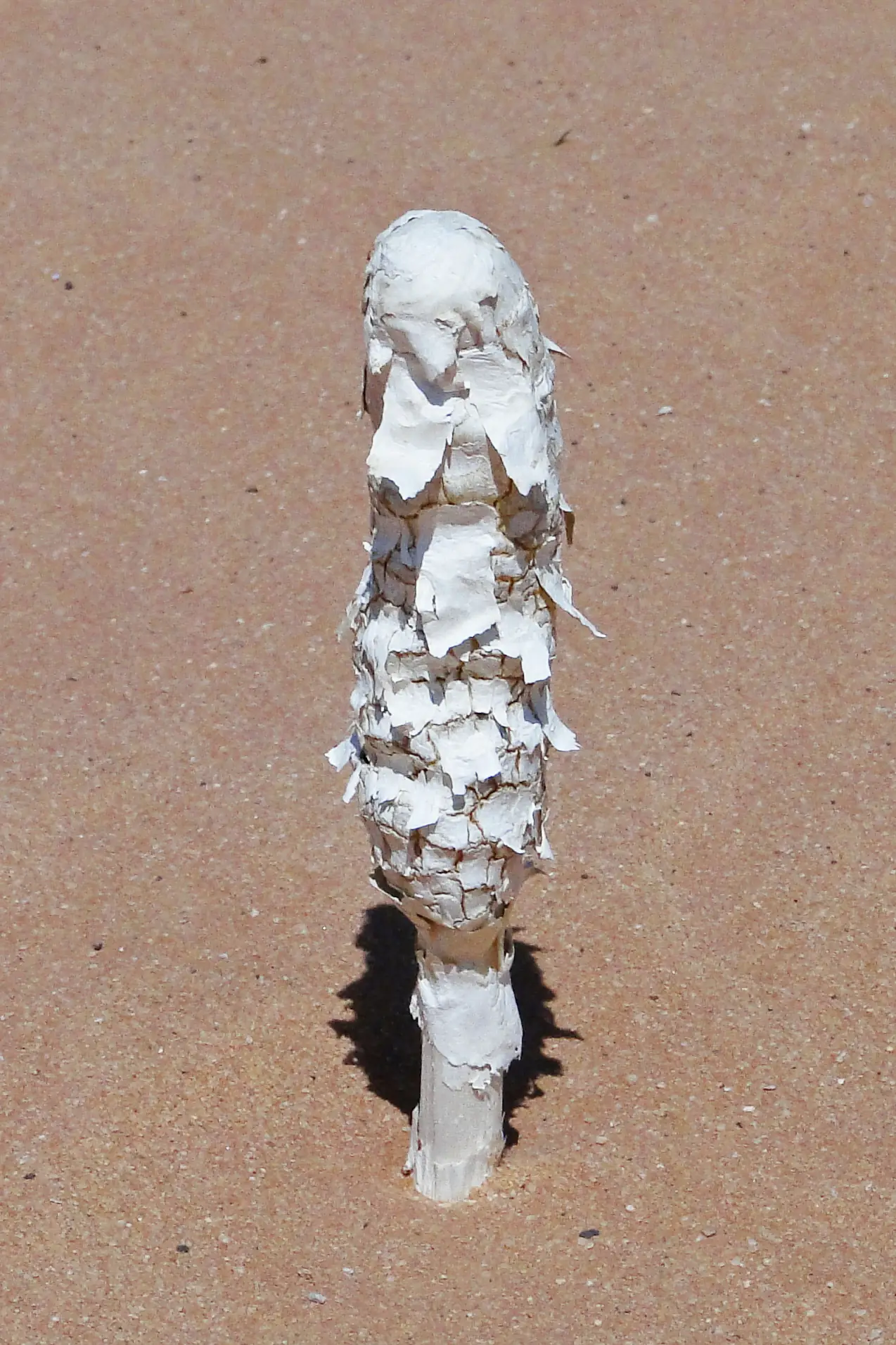 A pale rock pillar standing alone in the desert