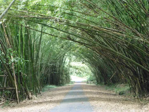 A road passing beneath an arch of bamboo