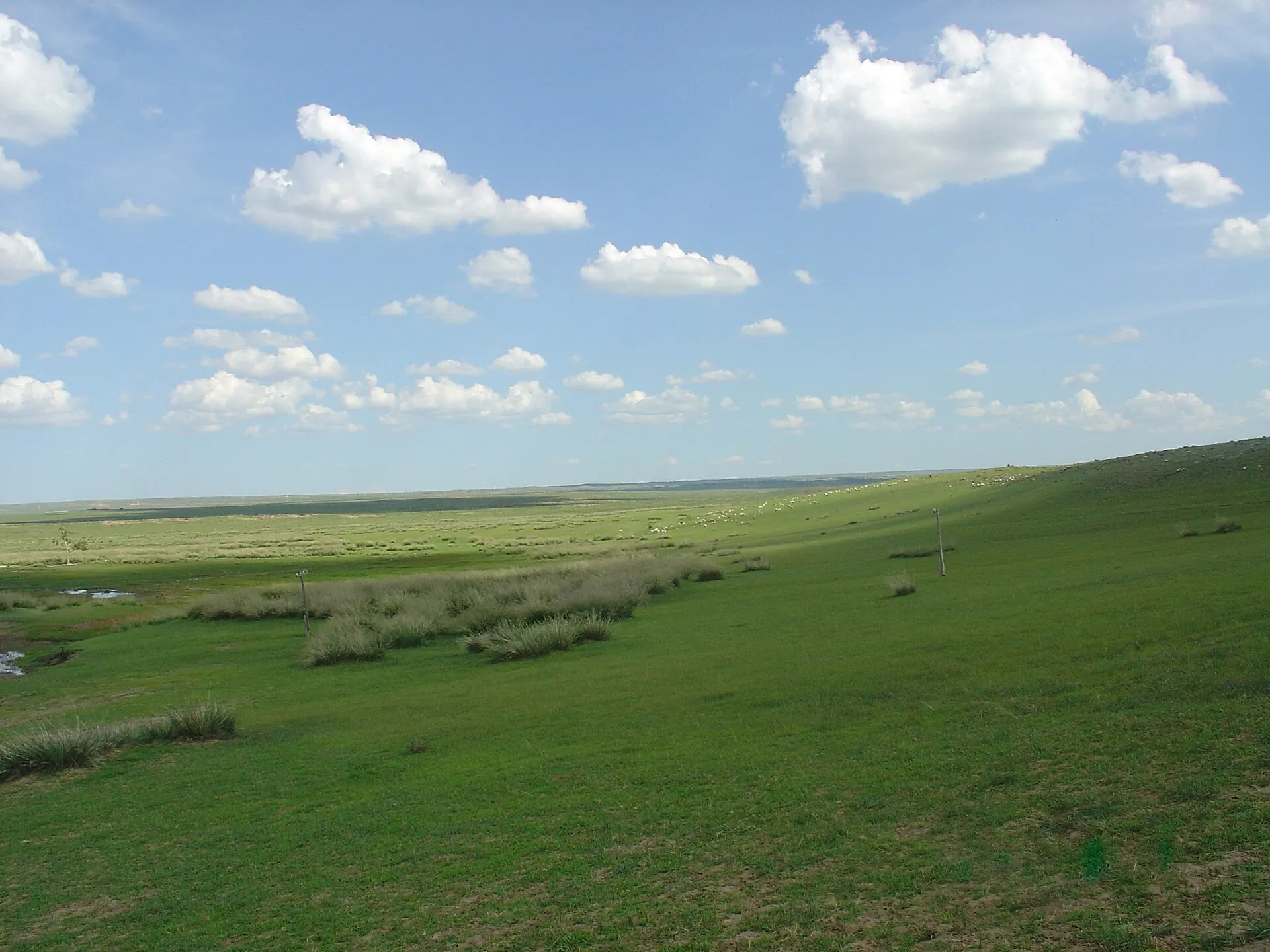 A green Mongolian steppe under a blue sky with white clouds