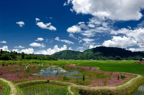 Terraced paddy fields and a lake under a blue sky in the Ziro valley